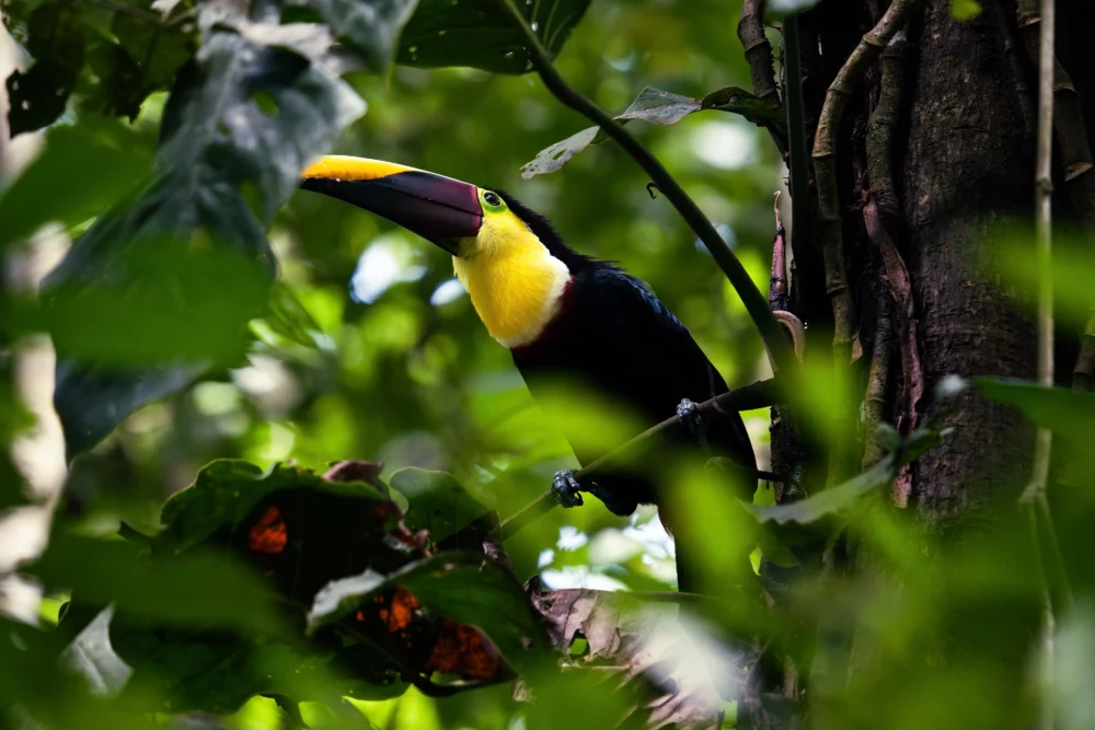 The Hidden Mensajero