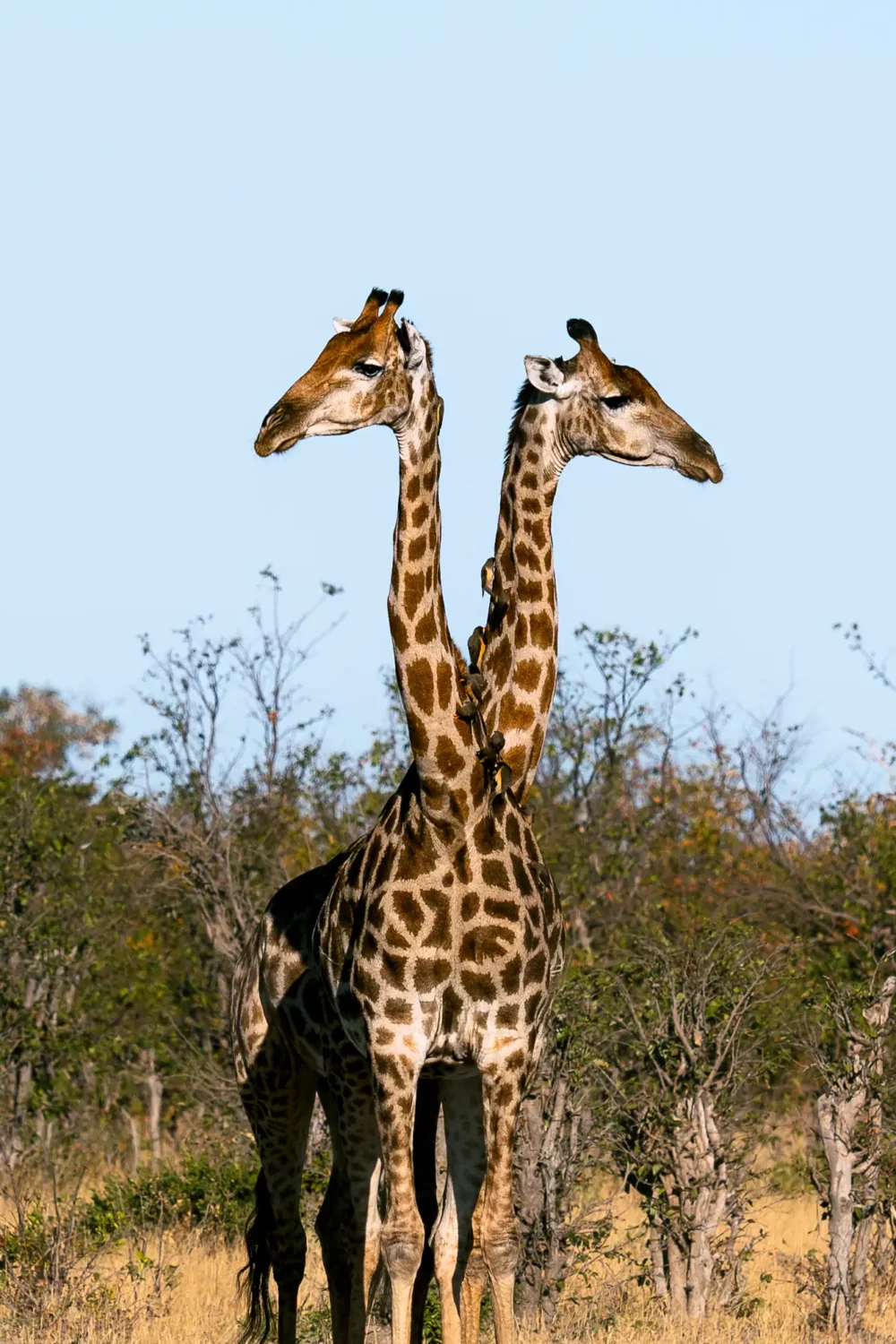 The Hydra of the Savannah